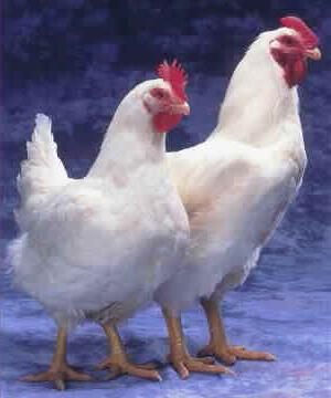 איך ומה להאכיל תרנגולות broiler