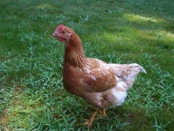 איך להבין למה תרנגולות לא ממהרות בקיץ