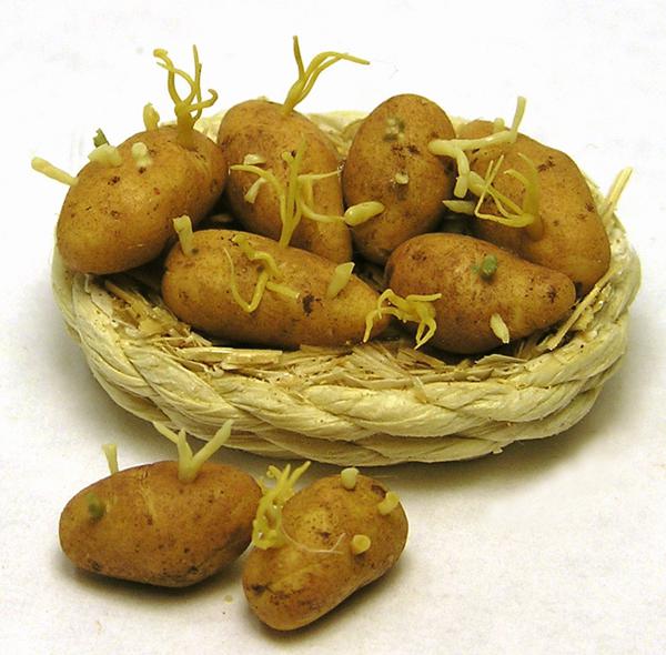Cidates עבור תפוחי אדמה בסתיו. שיטות גידול תפוחי אדמה