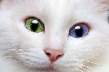 האם החתול הלבן חירש בהכרח?