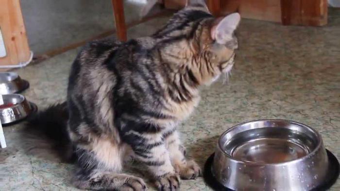 למה החתלתול שותה מעט מים