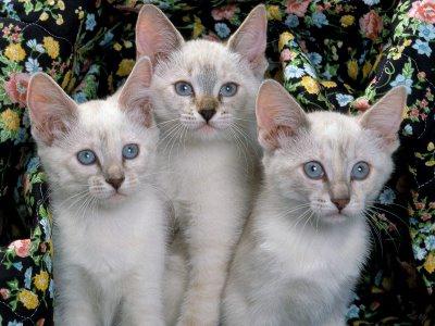 חתולים סיאמיים: תיאור הגזע