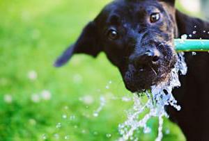 הכלב שותה הרבה מים: הסיבה, הנורמה