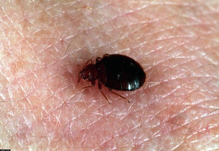 איך נראה כמו homebug? מה נושך bugbite נראה?