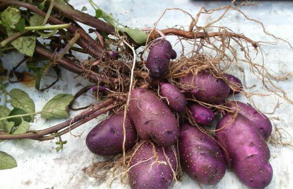 תפוחי אדמה חמניות: מגוון תיאור