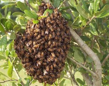 על מה דבורים רבים חולמים