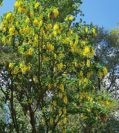 Acacia צהוב - צמח שאינו דורש טיפול
