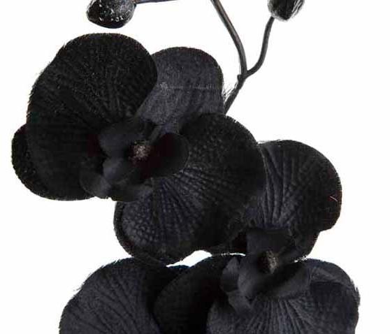 פרח סחלב שחור