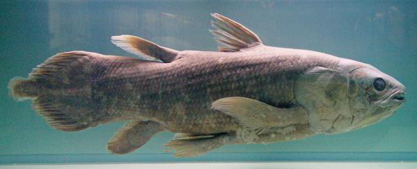 דגי סחוס, דגים גרמיים: מאפיין, מבנה, הבדלים