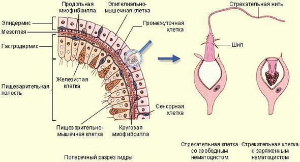 מבנה התא של הידרה